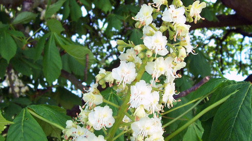 2008-rosskastanie-Nikanos-wiki-CC BA-SA 2 5