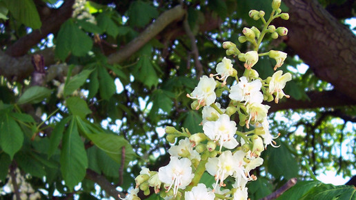 2008-rosskastanie-Nikanos-wiki-CC BA-SA 2 5