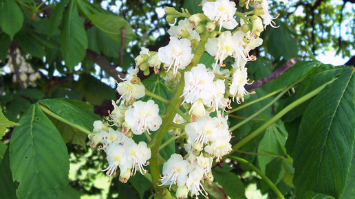 2008-rosskastanie-Nikanos-wiki-CC BA-SA 2 5