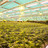 Cannabis-Plantage von Vertanical