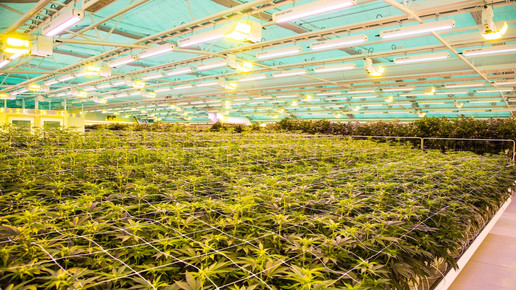 Cannabis-Plantage von Vertanical