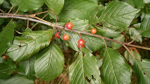Rhamnus frangula Faulbaum Frank Vincentz wikipedia CC BY SA 3.0