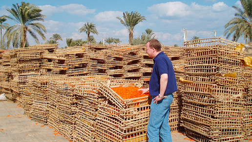 ringelblumen einkauf aegypten 3 02