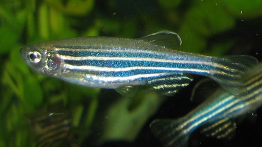 Zebrafisch azul wiki