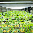 Cannabis-Plantage von Aurora