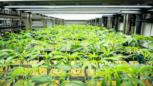 Cannabis-Plantage von Aurora