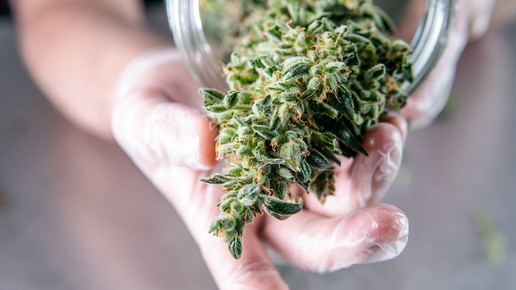 Foto: Eine Person präsentiert Cannabisblüten aus einem Glas.