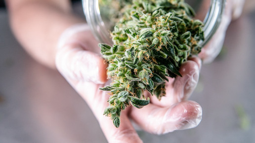 Foto: Eine Person präsentiert Cannabisblüten aus einem Glas.