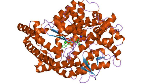 angiotensin converting enzyme ace wikipedia