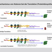 translarna wirkmechanismus ptc Erste Therapie für Duchenne-Muskeldystrophie
