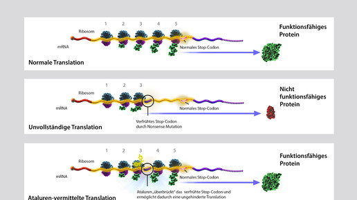 translarna wirkmechanismus ptc