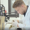 Apotheker Daske überprüft die Qualität von Medizinalcannabisblüten.