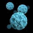 norovirus CDC Jessica A Allen Norovirus breitet sich aus