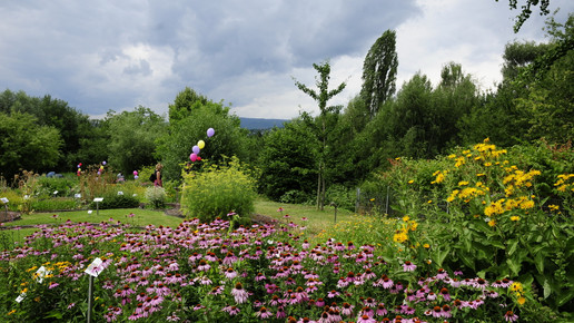 apothekergarten wiesbaden2 freundeskreis apothekergarten