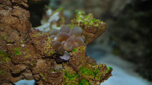 aquarium10 nelken-apo