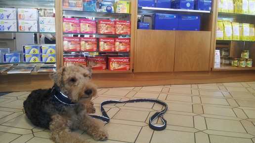 hund in apotheke aa