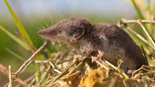 Borna-Virus: Tödliche Infektionen breiten sich in Deutschland aus