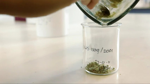 Cannabis OMK6-screenshot