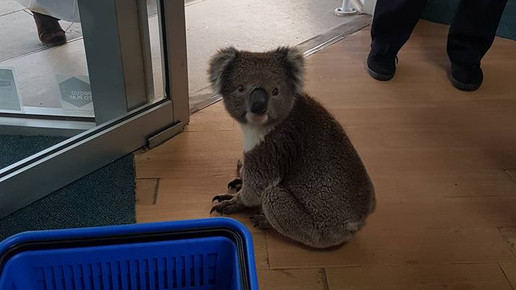 Koala in Apotheke 2 Tocumwal Pharmacy
