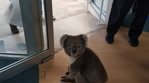 Koala in Apotheke 2 Tocumwal Pharmacy