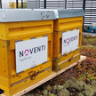 Noventi hilft den Bienen