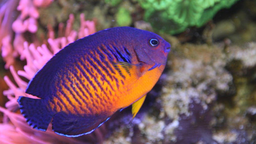 aquarium30 apo dr aurnhammer