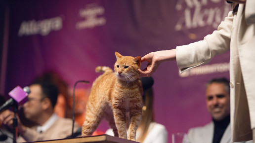 Kolumbien: Sanofi macht PK mit 30 Katzen