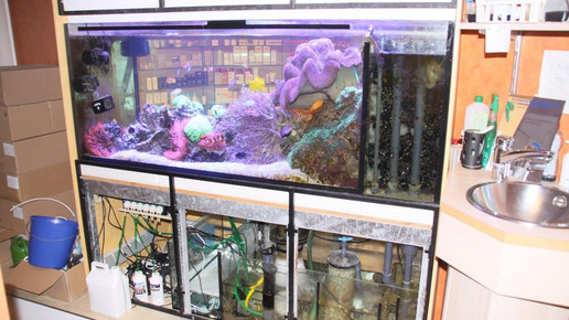 aquarium2 apo dr aurnhammer