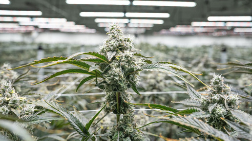 Cannabispflanzen in der Produktionshalle