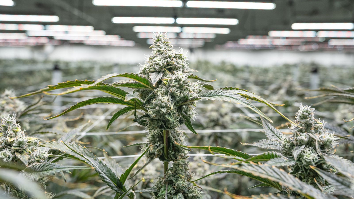 Aurora-Cannabis-Anbieter-baut-weiter-aus