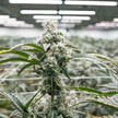 Aurora: Cannabis-Anbieter baut weiter aus Cannabispflanzen in der Produktionshalle