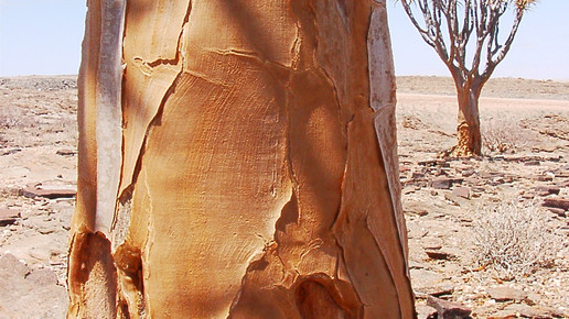 namibia koecherbaeume Wolfgang Resmer pixelio.de