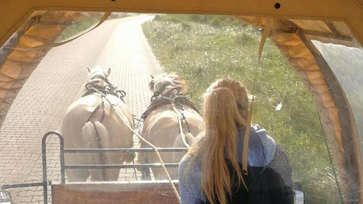 seehundapotheke3 erich hrdina