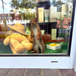 Eichhörnchen versteckt sich in Apotheke