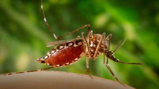 Gelbfieber bei deutschen Brasilien-Touristen