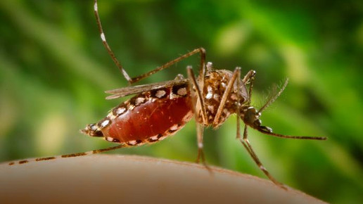 muecke aedes gelbfieber CDC  James Gathany