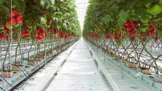 tomaten pflanzen Goldlocki wikipedia CC BY-SA 3.0