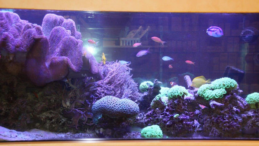 aquarium9 apo dr aurnhammer