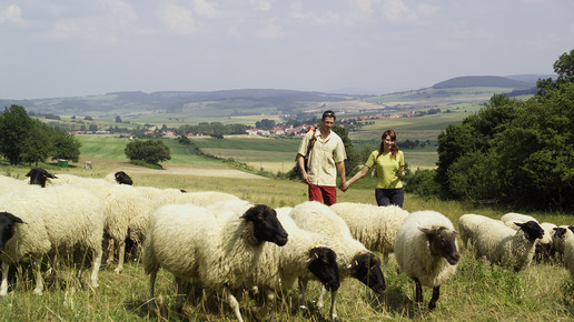 rhoen wanderer schafe 01 ttg