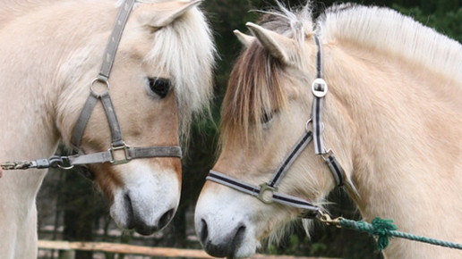 fjordpferde kopf fjordhof tostedt