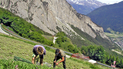 schweiz ernte alpnutrition