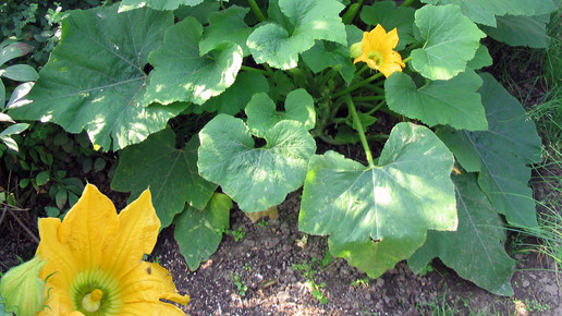 2005-gartenkuerbis-Darkone-wiki-CC BY-SA 2 0-de