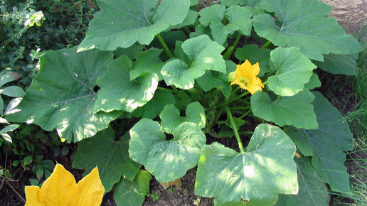 2005-gartenkuerbis-Darkone-wiki-CC BY-SA 2 0-de