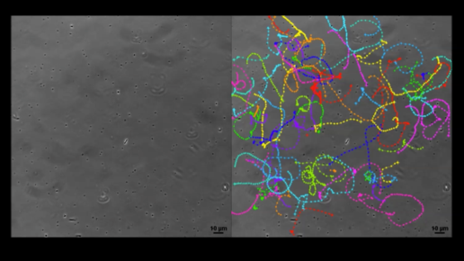 Bakterien jagen Bakterien