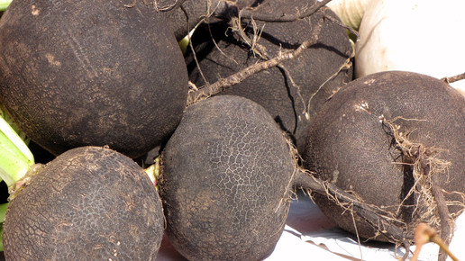 Schwarzer Rettich Annamartha pixelio.de