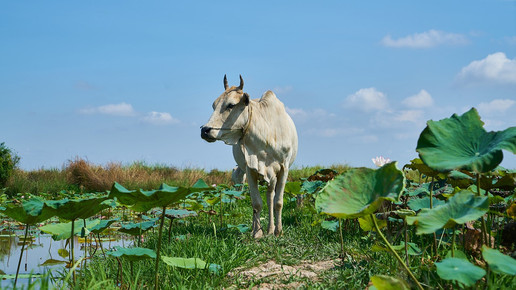 Kuriose Impfaktionen aus aller Welt