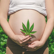 Bei Kinderwunsch kein Cannabis