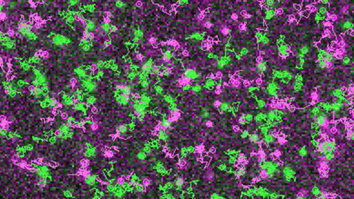 Liebestanz der Rezeptoren