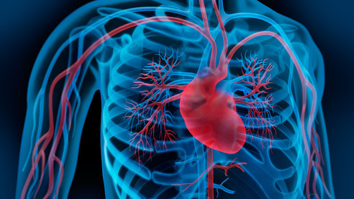 herz kreislauf psdesign1 fotolia de