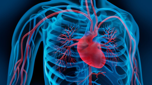 herz kreislauf psdesign1 fotolia de